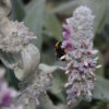 Stachys byzantina